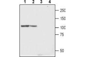 Western blot analysis of rat brain lysates (lanes 1 and 3) and mouse brain lysates (lanes 2 and 4): - 1-2. (TRPC4 antibody  (2nd Extracellular Loop))