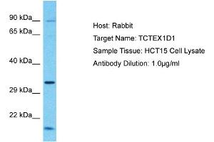 Host: Rabbit Target Name: TCTEX1D1 Sample Tissue: Human HCT15 Whole Cell  Antibody Dilution: 1ug/ml (TCTEX1D1 antibody  (N-Term))