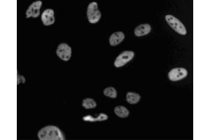Immunofluorescent staining of HeLa (ATCC CCL-2) cells. (PSME3 antibody  (AA 45-147))