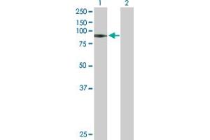 Western Blot analysis of GNS expression in transfected 293T cell line by GNS MaxPab polyclonal antibody. (GNS antibody  (AA 1-552))