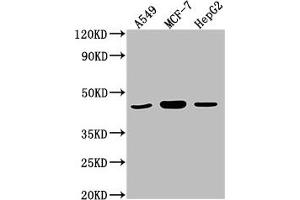 Western Blot Positive WB detected in: A549 whole cell lysate, MCF-7 whole cell lysate, HepG2 whole cell lysate All lanes: MAPK14 antibody at 1:2000 Secondary Goat polyclonal to rabbit IgG at 1/50000 dilution Predicted band size: 42, 35, 36, 30 kDa Observed band size: 42 kDa (MAPK14 antibody  (AA 2-258))