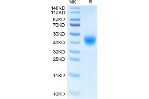 BTN2A1 Protein (AA 29-248) (His tag)