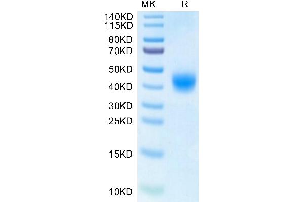 BTN2A1 Protein (AA 29-248) (His tag)
