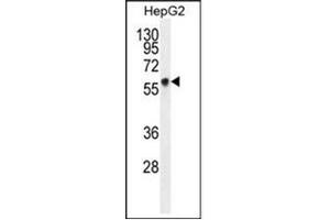 Western blot analysis in HepG2 cell line lysates using GPC3 Antibody  (35ug/lane). (Glypican 3 antibody  (Middle Region))