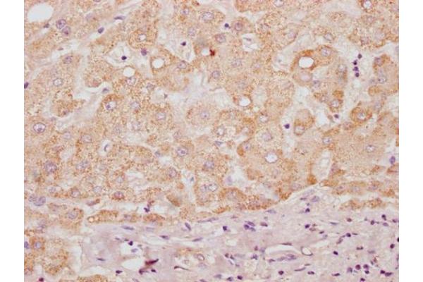 HS3ST3B1 antibody  (AA 54-390)