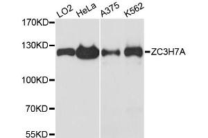 Western blot analysis of extracts of various cell lines, using ZC3H7A antibody. (ZC3H7A antibody)