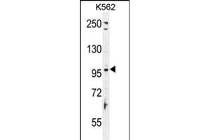 TAS1R2 Antibody (C-term) (ABIN655705 and ABIN2845156) western blot analysis in K562 cell line lysates (35 μg/lane). (TAS1R2 antibody  (C-Term))