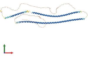 AlphaFold protein structure predicition of Mouse Recombinant Krt79 Protein, UniprotID Q8VED5 (Cytokeratin 79 Protein (AA 1-531) (His tag))