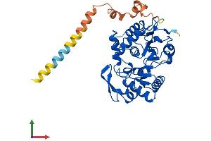 Protein Structure (PS) image for ST8 alpha-N-Acetyl-Neuraminide alpha-2,8-Sialyltransferase 4 (ST8SIA4) (AA 1-359) protein (His tag) (ABIN7546022)