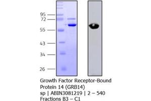Western Blotting (WB) image for Growth Factor Receptor-Bound Protein 14 (GRB14) (AA 2-540) protein (His tag) (ABIN3081219) (GRB14 Protein (AA 2-540) (His tag))