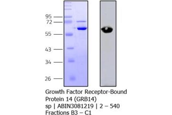 GRB14 Protein (AA 2-540) (His tag)