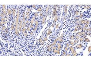 Detection of GPX1 in Mouse Kidney Tissue using Polyclonal Antibody to Glutathione Peroxidase 1 (GPX1) (Glutathione Peroxidase 1 antibody  (AA 48-201))