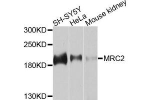 Western blot analysis of extracts of various cells, using MRC2 antibody.
