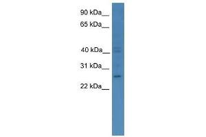 GCH1 antibody used at 0. (GCH1 antibody  (C-Term))