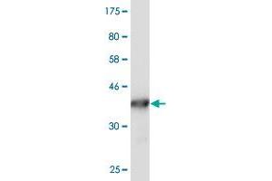 Western Blot detection against Immunogen (36. (S100A10 antibody  (AA 1-97))