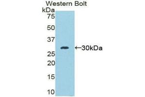Western Blotting (WB) image for anti-Moesin (MSN) (AA 353-577) antibody (ABIN1859887) (Moesin antibody  (AA 353-577))