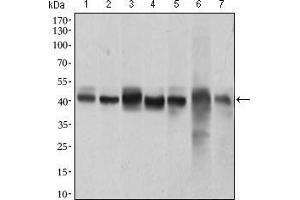 Western blot analysis using MAPK14 mouse mAb against HeLa (1), NIH/3T3 (2), Jurkat (3), Raw264. (MAPK14 antibody  (AA 299-360))
