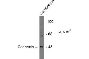 Western blots of rat cerebellar lysate showing specific immunolabeling of the ~43k connexin43 protein. (Connexin 43/GJA1 antibody  (C-Term))