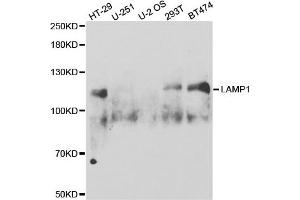 Western Blotting (WB) image for anti-Lysosomal-Associated Membrane Protein 1 (LAMP1) antibody (ABIN1873502) (LAMP1 antibody)