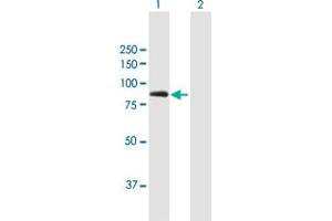 Western Blot analysis of MUT expression in transfected 293T cell line by MUT MaxPab polyclonal antibody.