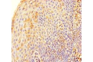 Immunohistochemistry of paraffin-embedded human tonsil tissue using ABIN7171733 at dilution of 1:100 (TRF2 antibody  (AA 78-238))