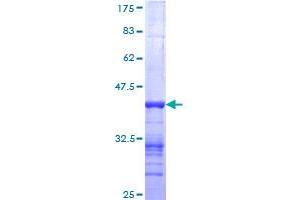 Image no. 1 for Nebulin (NEB) (AA 2108-2217) protein (GST tag) (ABIN1312308) (Nebulin Protein (NEB) (AA 2108-2217) (GST tag))