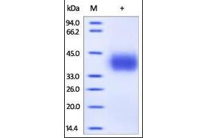 SDS-PAGE (SDS) image for CD274 (PD-L1) (AA 19-238) (Active) protein (His tag) (ABIN2181639)