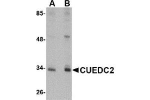 Western Blotting (WB) image for anti-CUE Domain Containing 2 (CUEDC2) (C-Term) antibody (ABIN1030352) (CUEDC2 antibody  (C-Term))
