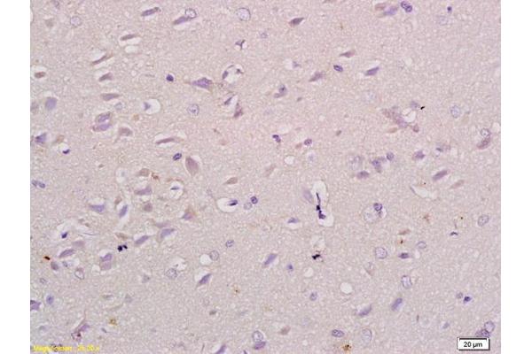 NPR2 antibody  (AA 101-200)