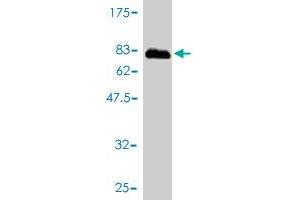 TSSK2 antibody  (AA 1-358)