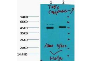 Western Blotting (WB) image for anti-Caspase 9, Apoptosis-Related Cysteine Peptidase (CASP9) antibody (ABIN3178630) (Caspase 9 antibody)