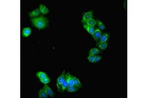 Immunofluorescent analysis of HepG2 cells using ABIN7151711 at dilution of 1:100 and Alexa Fluor 488-congugated AffiniPure Goat Anti-Rabbit IgG(H+L) (LACTB2 antibody  (AA 6-288))