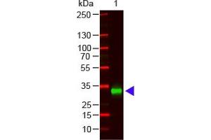 Image no. 1 for Goat anti-Human IgG (Fc Region) antibody (ABIN1102394) (Goat anti-Human IgG (Fc Region) Antibody)