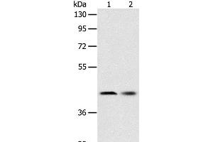 Western Blot analysis of Human fetal liver tissue and Hela cell using SERPINA5 Polyclonal Antibody at dilution of 1:700 (SERPINA5 antibody)