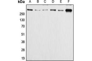 Western blot analysis of APC (pS2054) expression in HeLa (A), Caco2 (B), SW480 (C), MCF7 (D), SP2/0 (E), PC12 (F) whole cell lysates.