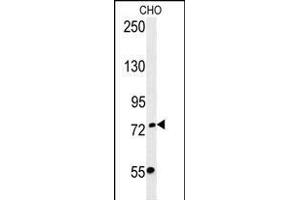 FBXO34 Antibody (C-term) (ABIN651879 and ABIN2840436) western blot analysis in CHO cell line lysates (35 μg/lane). (FBXO34 antibody  (C-Term))