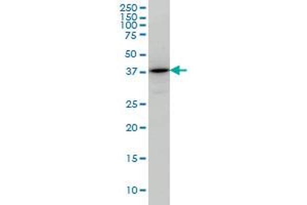 TSTA3 antibody  (AA 222-321)