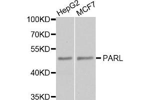 Western blot analysis of extracts of various cell lines, using PARL antibody. (PARL antibody)