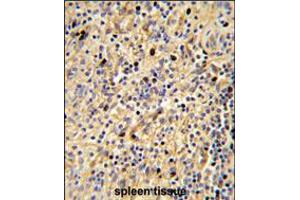 Formalin-fixed and paraffin-embedded human spleen tissue reacted with SIGLEC12 Antibody , which was peroxidase-conjugated to the secondary antibody, followed by DAB staining. (SIGLEC12 antibody  (C-Term))
