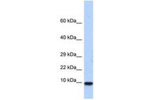 Image no. 1 for anti-Pterin-4 alpha-Carbinolamine Dehydratase/dimerization Cofactor of Hepatocyte Nuclear Factor 1 alpha (PCBD1) (N-Term) antibody (ABIN6740525)