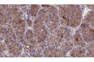 OR2S2 antibody  (C-Term)