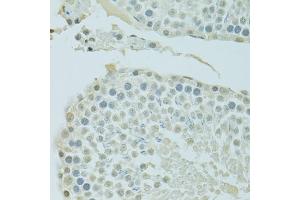 Immunohistochemistry of paraffin-embedded rat testis using BRD3 antibody (ABIN4903072) at dilution of 1:100 (40x lens). (BRD3 antibody)
