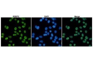Immunofluorescent analysis of Hela cells fixed with 4 % Paraformaldehyde and using anti-RBBP5 mouse mAb (dilution 1:100). (RBBP5 antibody)