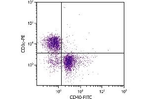 BALB/c mouse splenocytes were stained with Rat Anti-Mouse CD40-FITC. (CD40 antibody  (FITC))