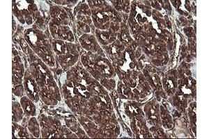 Image no. 2 for anti-Receptor Accessory Protein 5 (REEP5) antibody (ABIN1500659) (REEP5 antibody)
