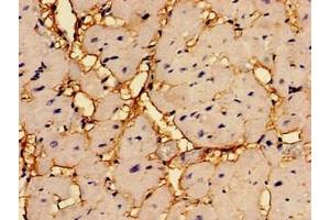 Immunohistochemistry (IHC) image for anti-Regulator of G-Protein Signaling 2 (RGS2) (AA 1-211) antibody (ABIN7167601)