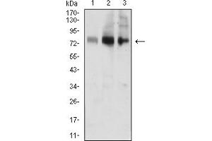 ACSS1 antibody  (AA 548-689)