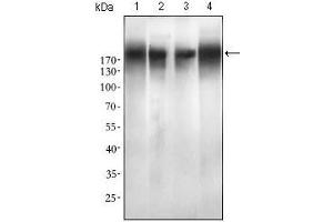 Western blot analysis using EGFR mutant mouse mAb against SPC-A-1 (1), A549 (2), HepG2 (3) and MCF-7 (4) cell lysate. (EGFR Mutant (AA 693-893) antibody)