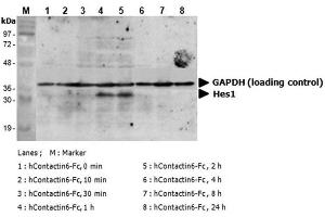 Induction of Hes-1 with the treatment of hContactin-6-Fc. (Contactin 6 Protein (CNTN6) (AA 1-999) (Fc Tag))