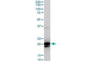 RHOC antibody  (AA 1-193)